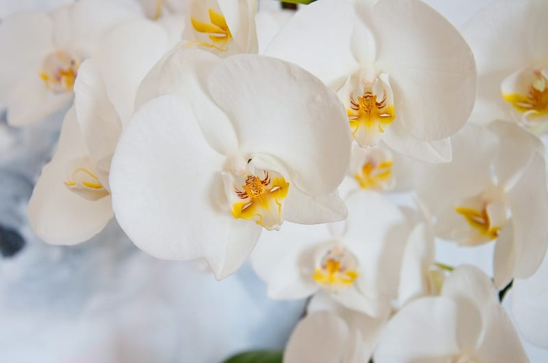 Orchids need moist soil and indirect light to thrive.