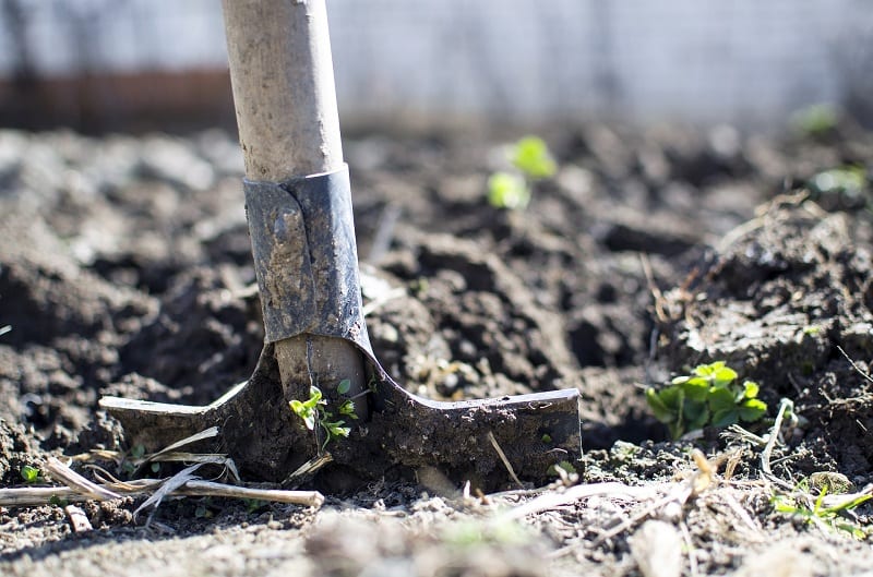 When backfilling, firmly pack the soil to eliminate air pockets that may dry out roots.  