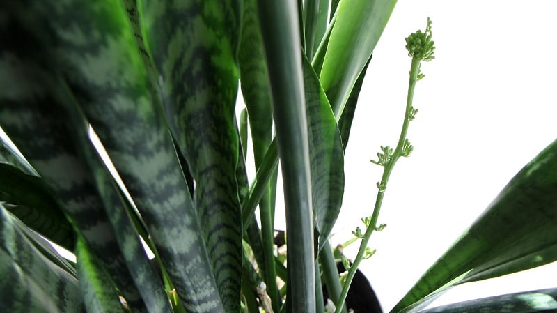 Snake plants look fabulous and require little maintenance.