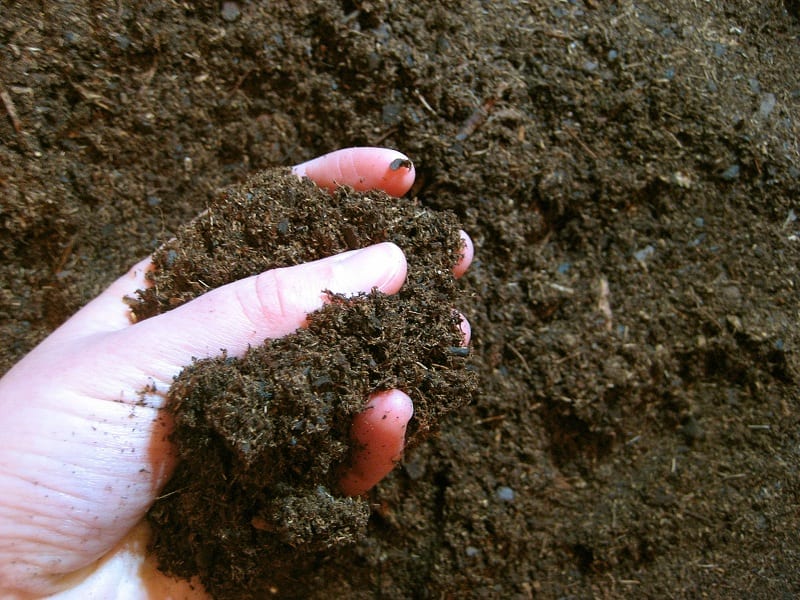 If the soil is not ready, wait for it to dry or water it. 
