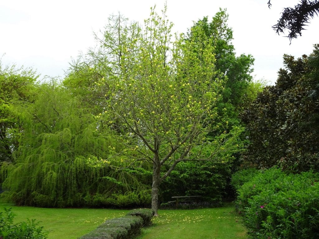 Trees are a wonderful feature in any garden. 