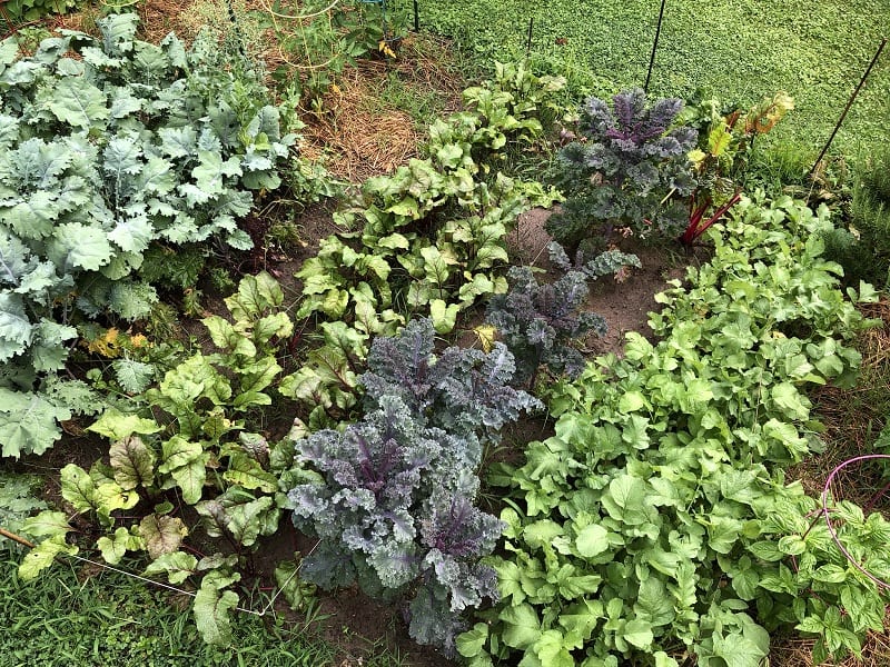 Proper watering allows your plants to become well-formed, mature vegetables. 