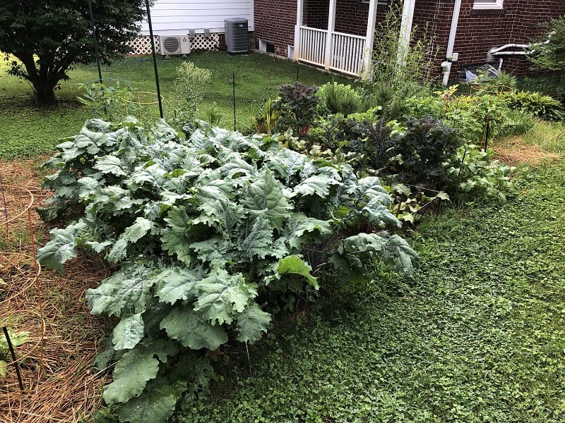 A good beginner vegetable garden is about 16x10 feet. 