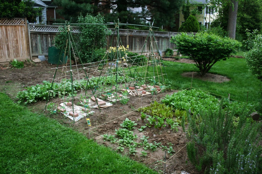 Your backyard a wonderful place to grow vegetables!