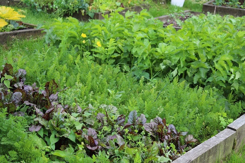 Grouping your plants reduces water waste and the need for weeding. 