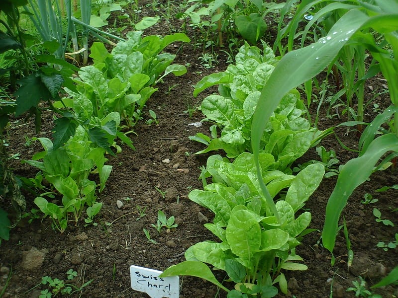 Swiss chard requires about 1 and 1-1/2 inches of water each week.