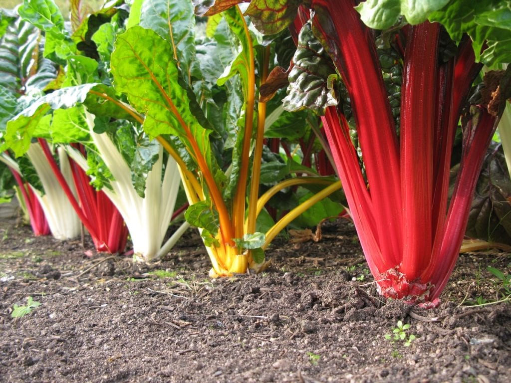 While tolerant of high temperatures, Swiss chard is typically grown as a cool-season crop. 