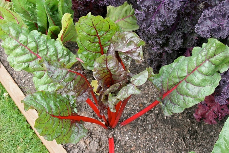 The bright, veiny stems and the lush green leaves of the Swiss Chard make it one of the most striking plants in any garden.
