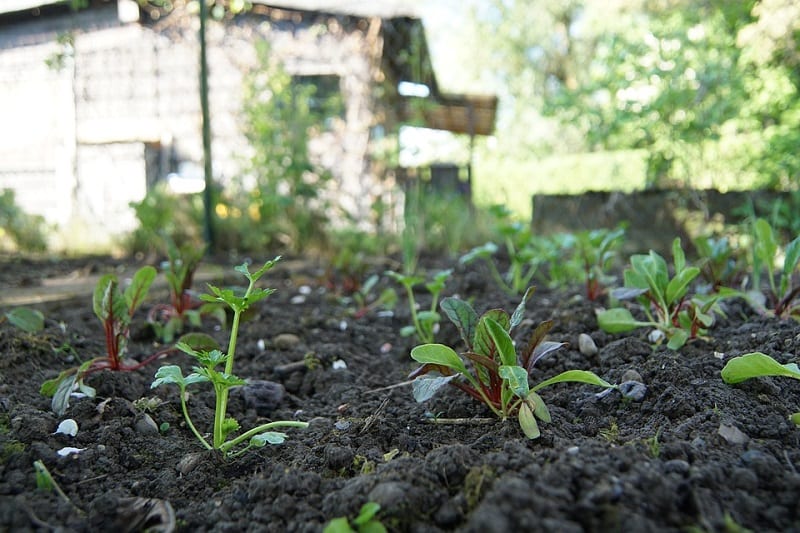 If you want to grow Swiss chard, keep in mind that the vegetable thrives in moist, well-draining soil in full or partial sun