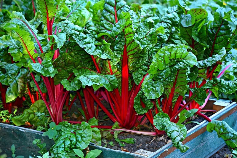 Take the largest, oldest leaves for the table and allow the younger leaves to continue growing.