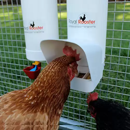 Royal Rooster Twin Cup Drinker & Feeder Set