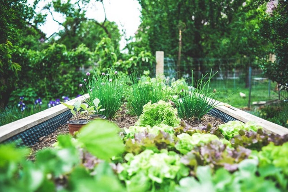 Growing your own herbs is not only about practicing sustainability, but it also ensures that you have access to fresh herbs all the time. 