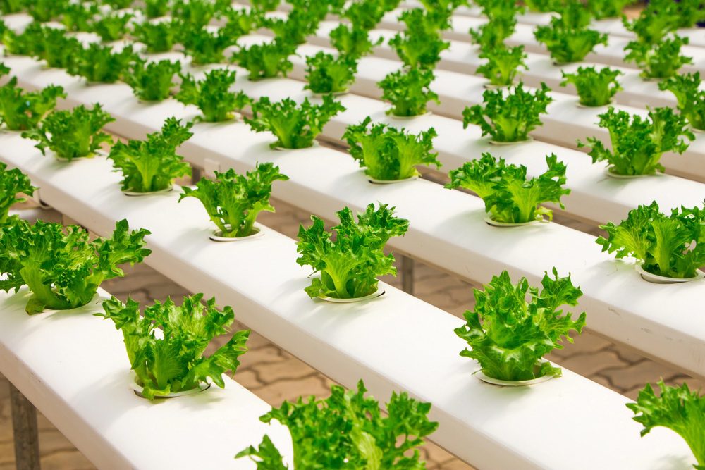 An aquaponics system basically contains 3 primary parts. These are the fish tank, a pump, and the grow bed. 