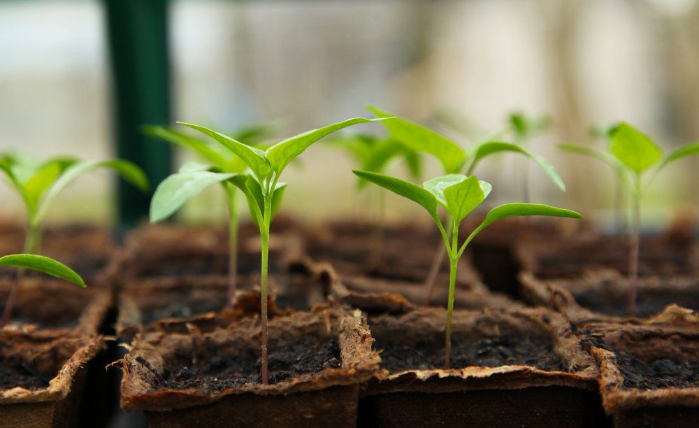 Here are some important tips that can help you succeed in your gardening endeavors.
