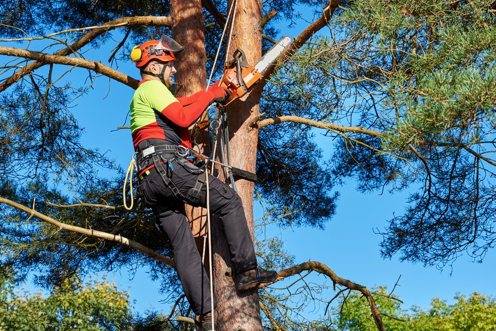 5 Types of Arborist Protective Clothing Even the Most Experienced