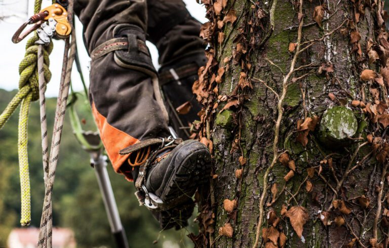 11 Important Arborist Tools And Equipment For Efficiency