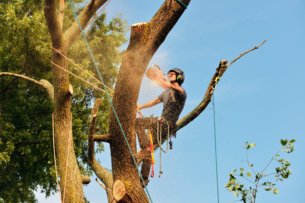 Pulley systems allow for a controlled release of tension and create force. 