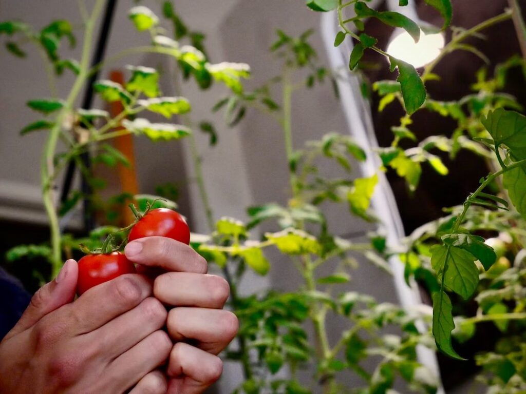 Indoor Garden