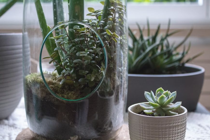 Indoor Garden Ideas