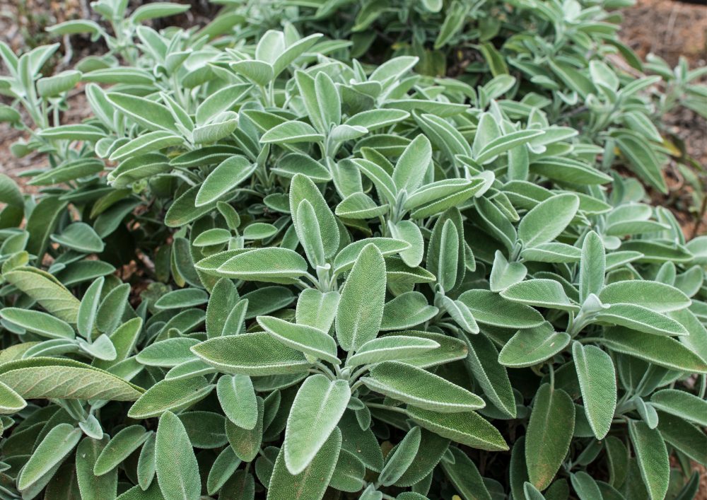 Drought-Tolerant Garden