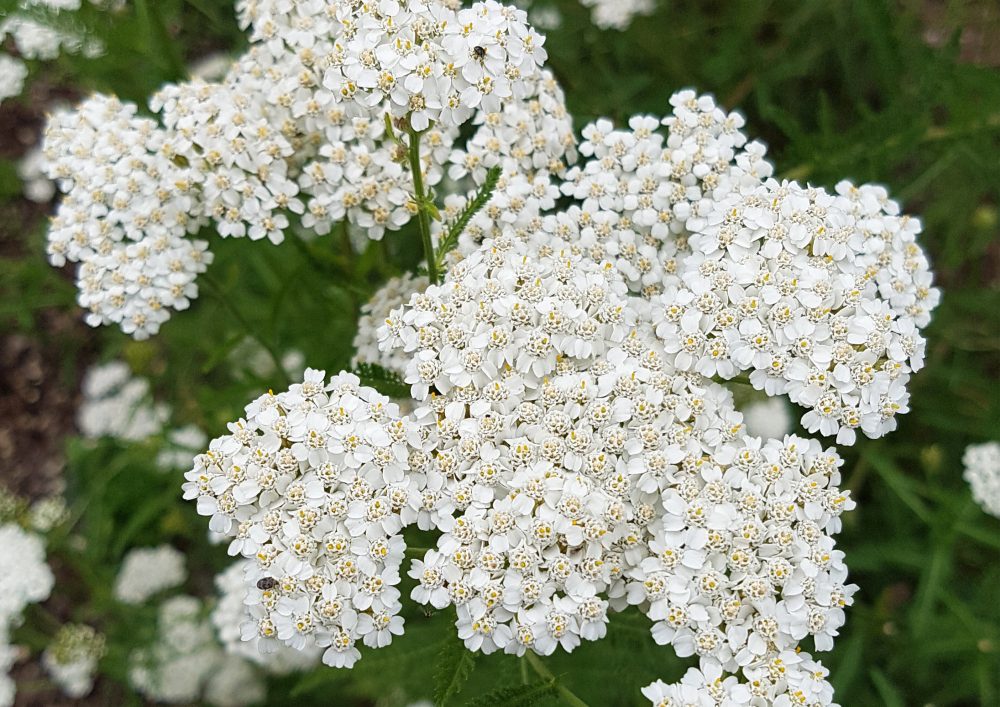 Drought-Tolerant Garden