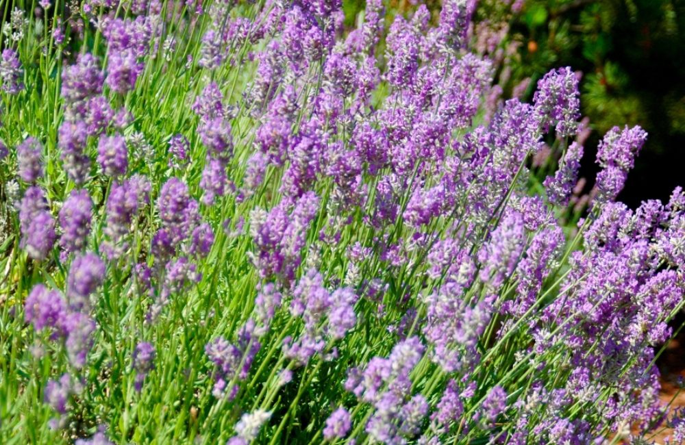 Drought-Tolerant Garden