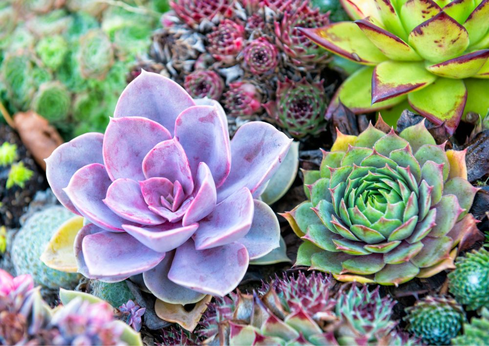 Drought-Tolerant Garden