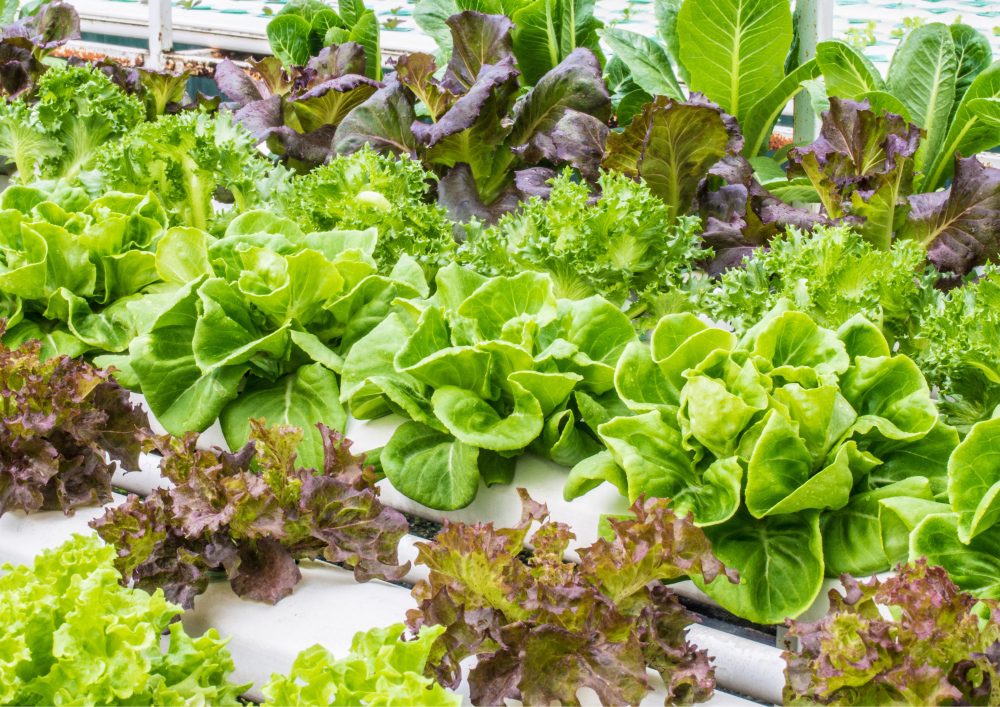 Hydroponics 101: A Beginner’s Guide to Growing Plants Without Soil at Home