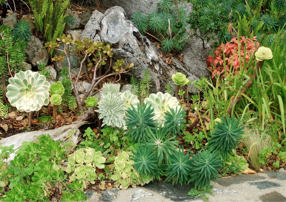 Xeriscaping