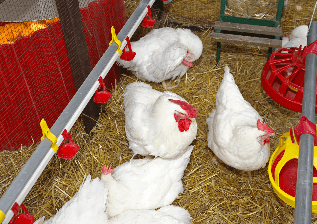 Chickens are sensitive to cold temperatures, and exposure to extreme cold can lead to cold stress.