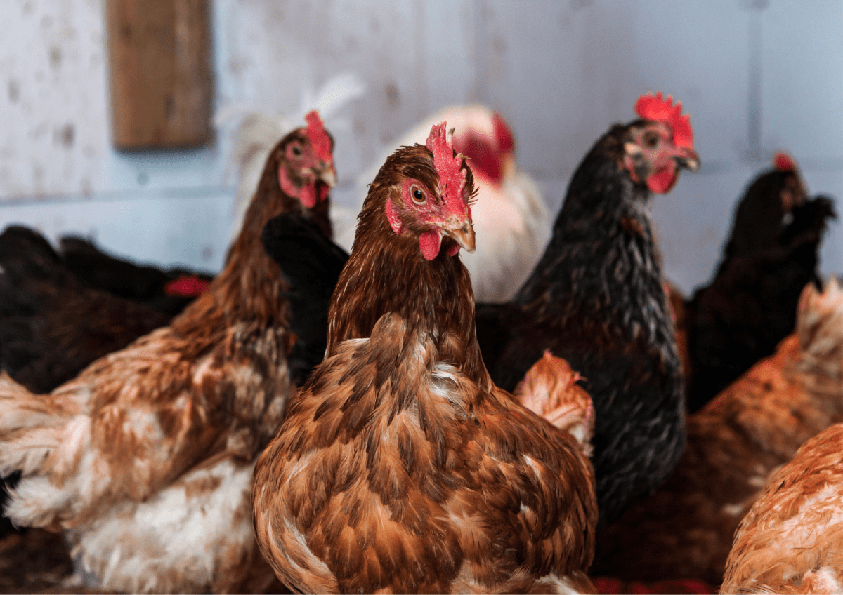 In a warm environment, chickens use less energy to maintain their body temperature. This conserves their energy for other essential activities.