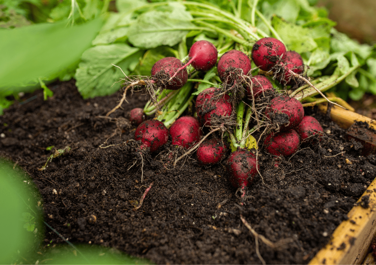 To create your own premium raised garden bed soil, you'll typically need a mixture of compost, topsoil, organic matter (such as peat moss or coconut coir), and possibly other amendments like perlite or vermiculite, depending on your plants' requirements.