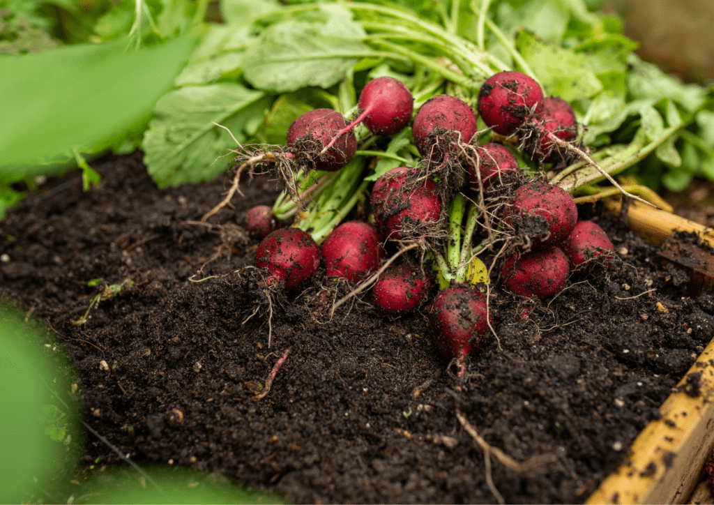 Para hacer su propia tierra de jardín elevada de alta calidad, normalmente necesitará una mezcla de abono, tierra vegetal, materia orgánica (como turba o fibra de coco) y posiblemente otros aditivos como perlita o vermiculita, según las necesidades de su jardín. plantas.