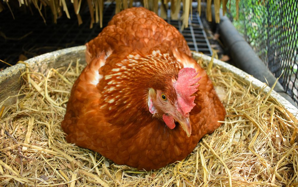 Chickens lay eggs regularly with the right care and attention.