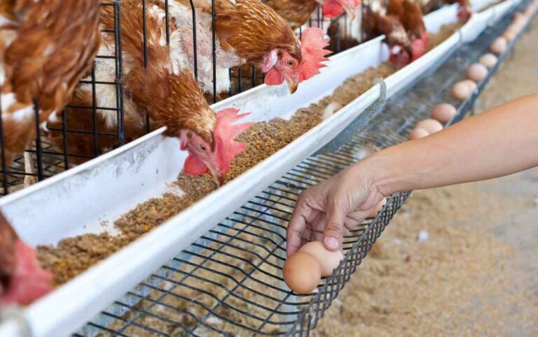 Image showcasing Raising Chickens for Fresh Eggs: Tips and Tricks