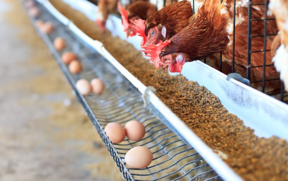 Raising Chickens for Fresh Eggs: Tips and Tricks