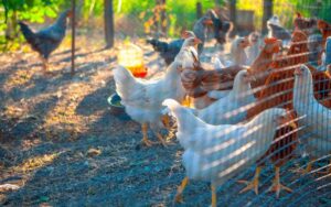 Raising Chickens for Fresh Eggs: Tips and Tricks