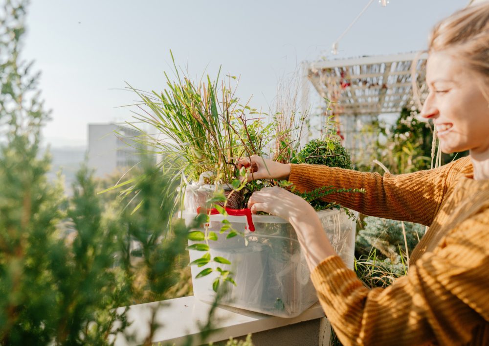 Picture this: a hidden oasis atop a bustling city, where concrete meets greenery in a harmonious embrace. 