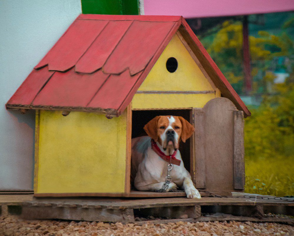 Building a DIY Dog House for Your Furry Friend