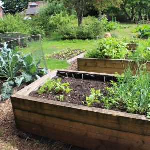 Elevate Your Urban Gardening: The Benefits of Raised Beds