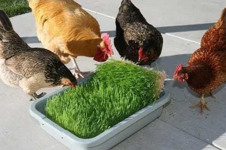 Chicken Fodder