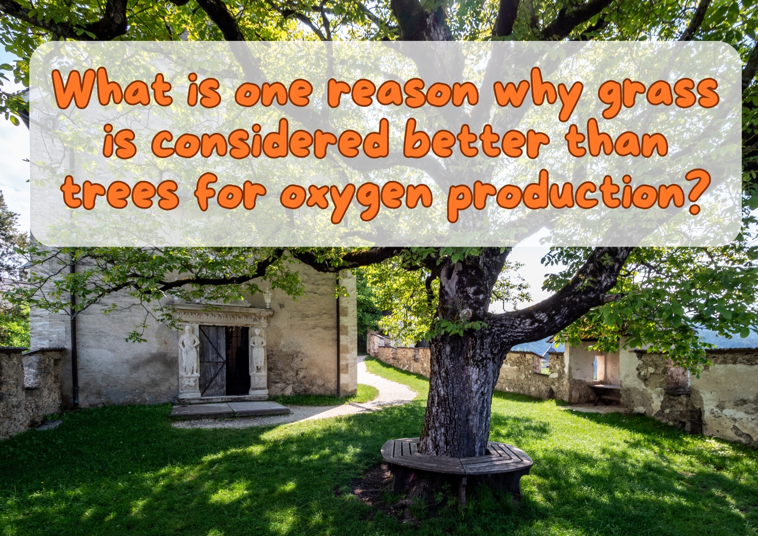 What is one reason why grass is considered better than trees for oxygen production?