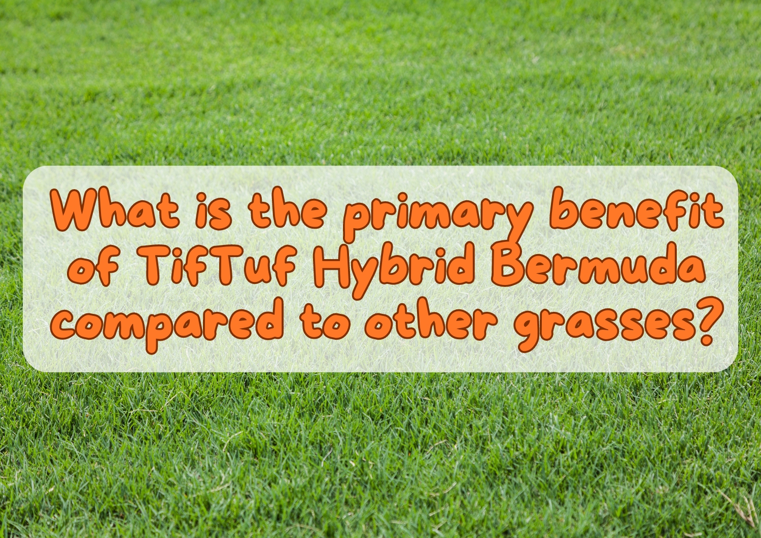 What is the primary benefit of TifTuf Hybrid Bermuda compared to other grasses?