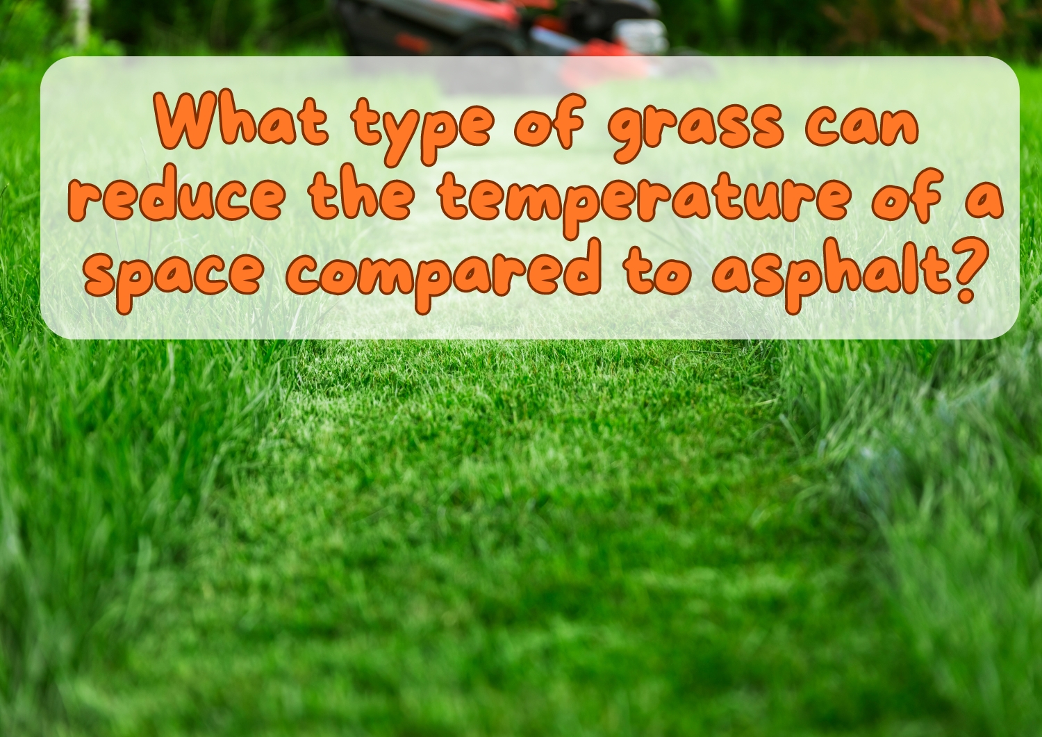 What type of grass can reduce the temperature of a space compared to asphalt?