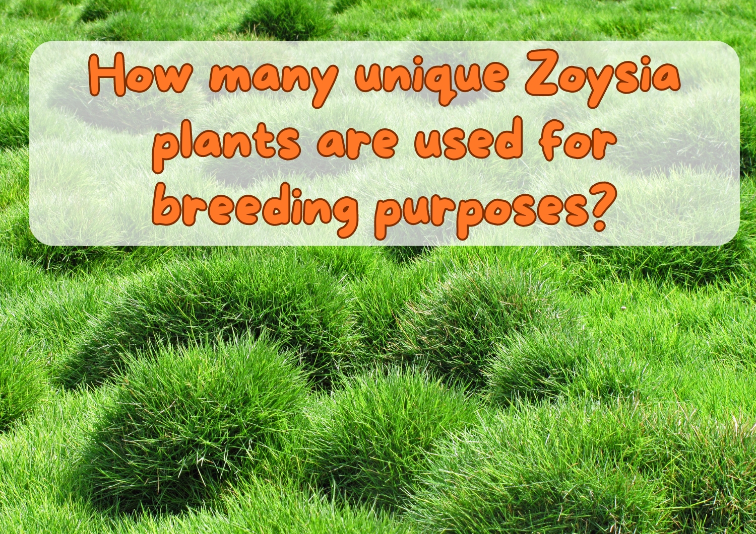 How many unique Zoysia plants are used for breeding purposes?