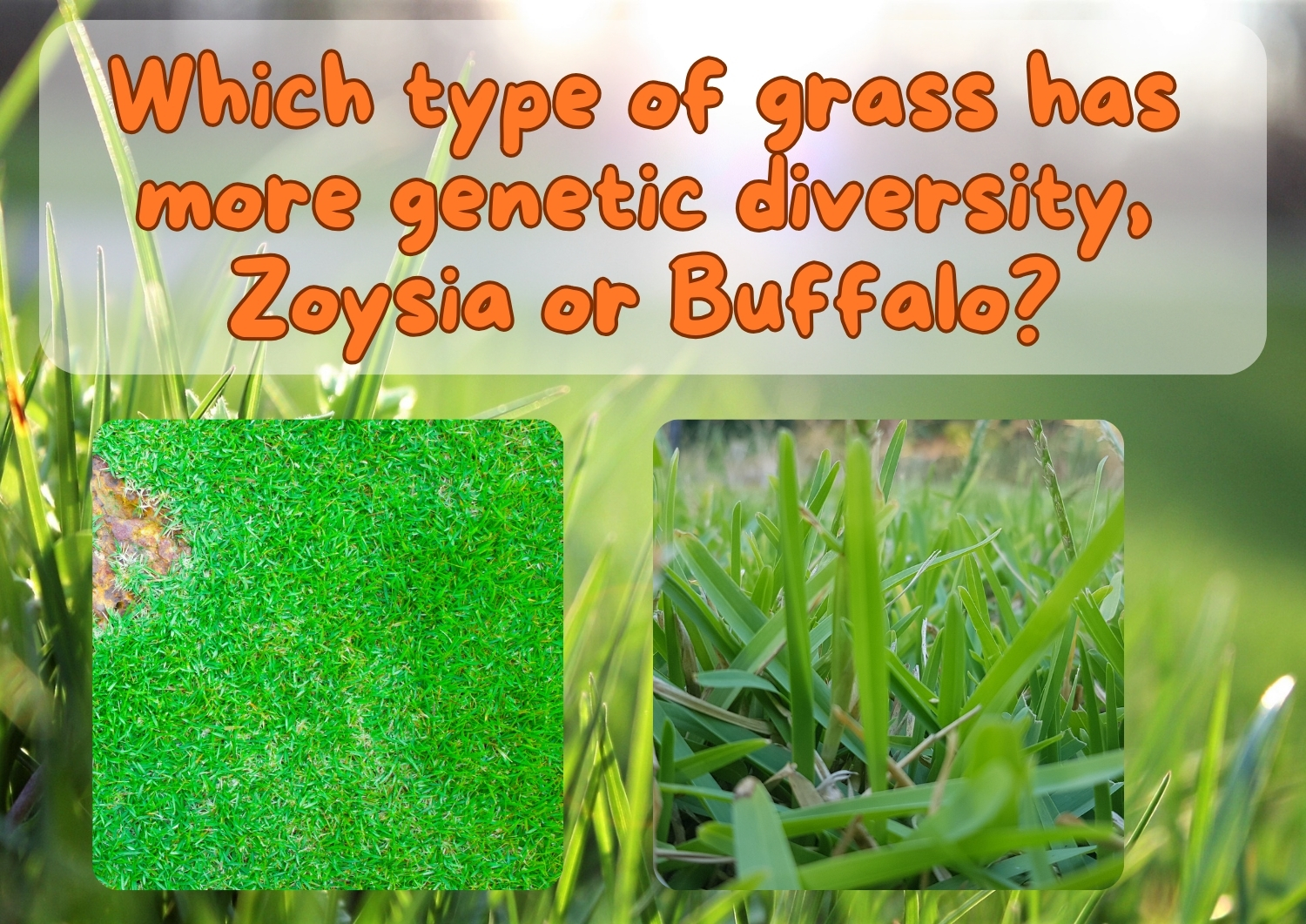 Which type of grass has more genetic diversity, Zoysia or Buffalo?