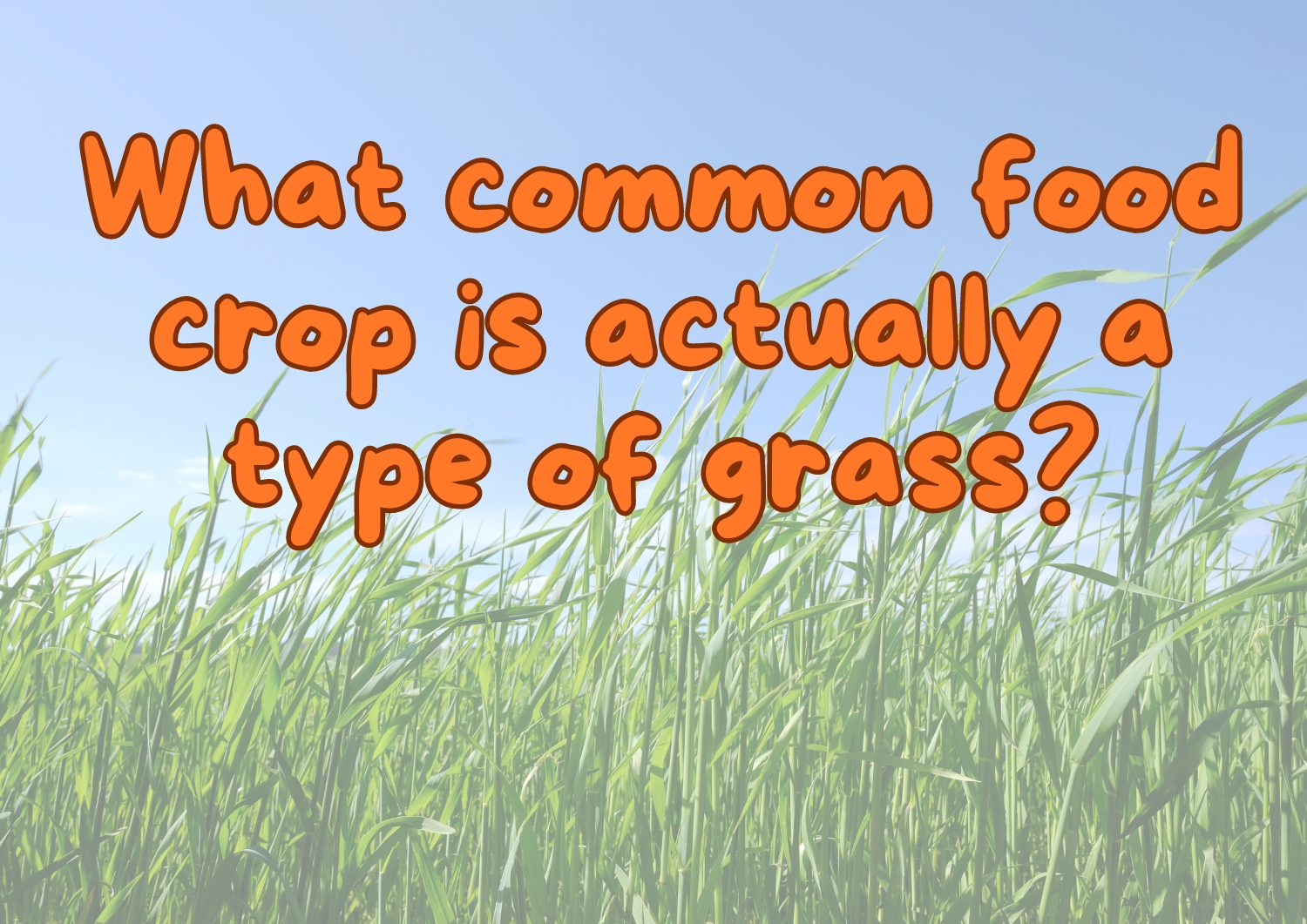 What common food crop is actually a type of grass?