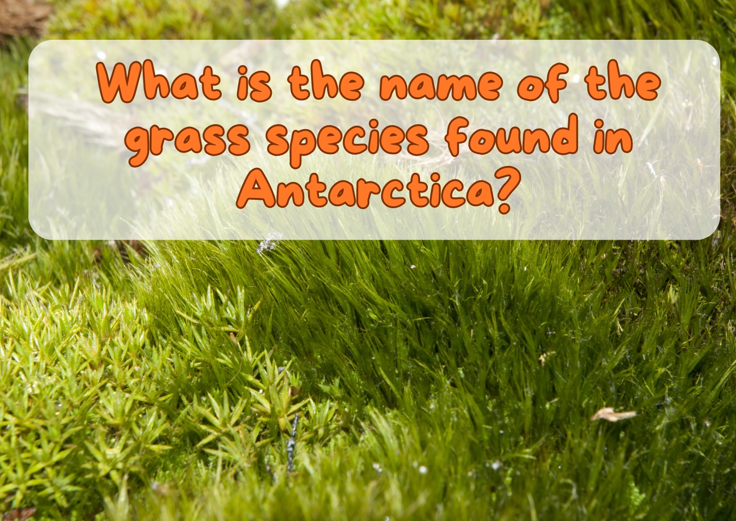 What is the name of the grass species found in Antarctica?