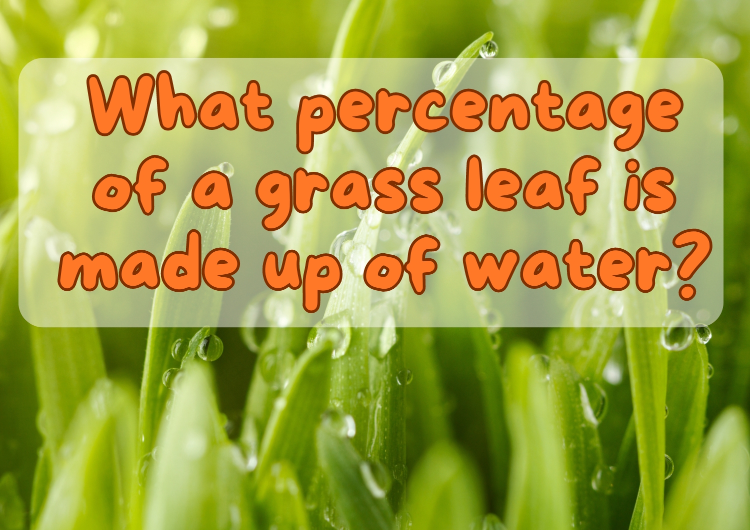 What percentage of a grass leaf is made up of water?