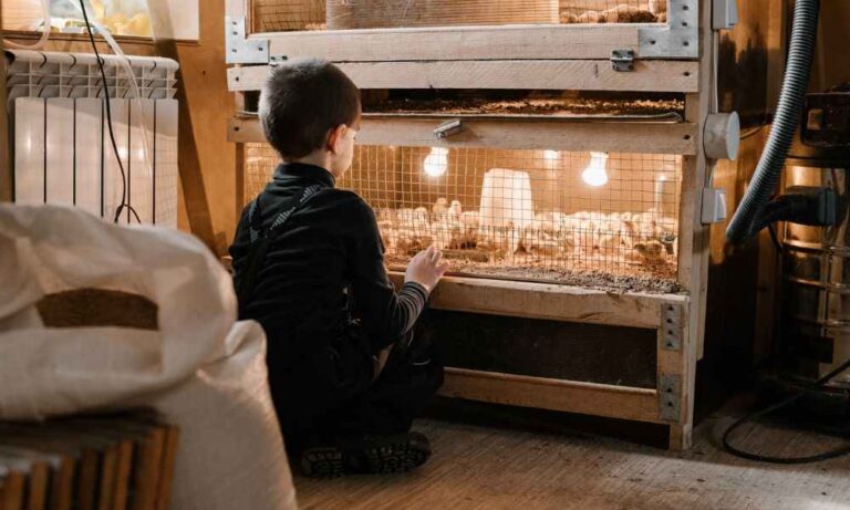 An image of a child looking over a chick brooder.